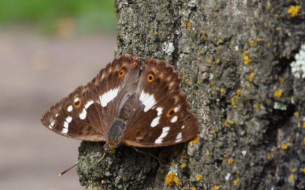 Mieniak strużnik  (Apatura  ilia) forma clytie