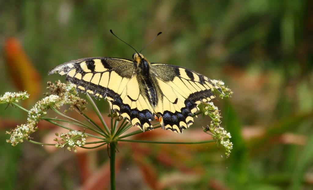 Paź królowej (Papilio machaon)