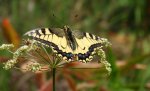 Paź królowej (Papilio machaon)