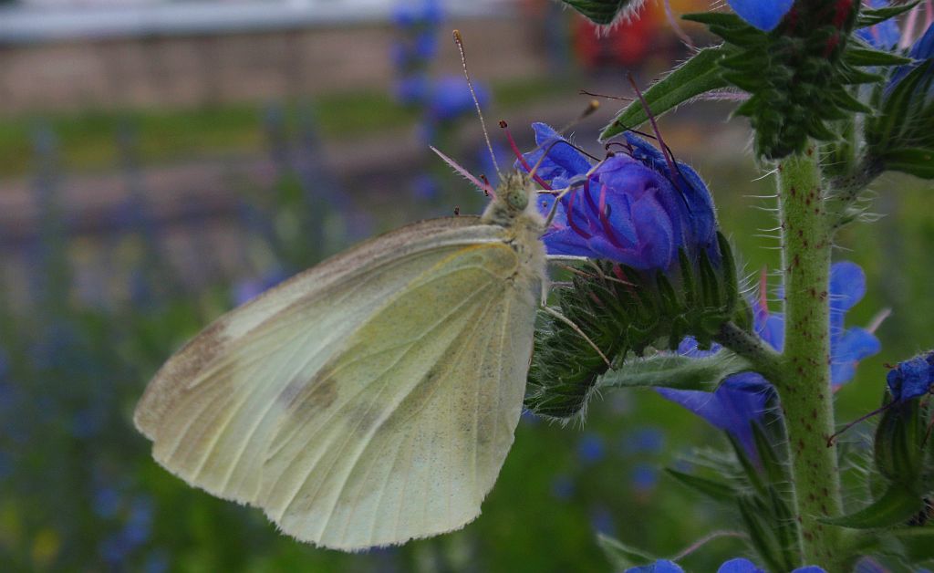 Bielinek kapustnik (Pieris brassicae)