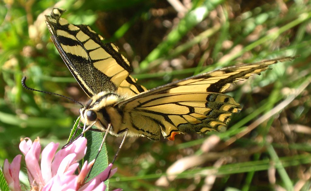 Paź królowej (Papilio machaon)