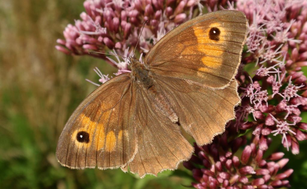 Przestrojnik jurtina (Maniola jurtina)