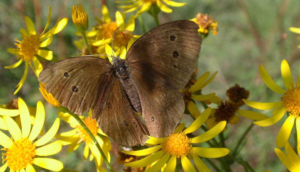 Przestrojnik trawnik (Aphantopus hyperantus)
