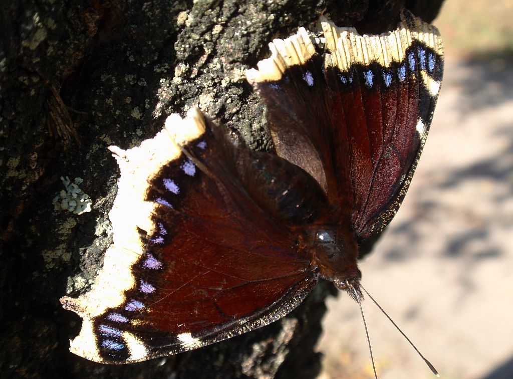Rusałka żałobnik (Nymphalis antiopa)