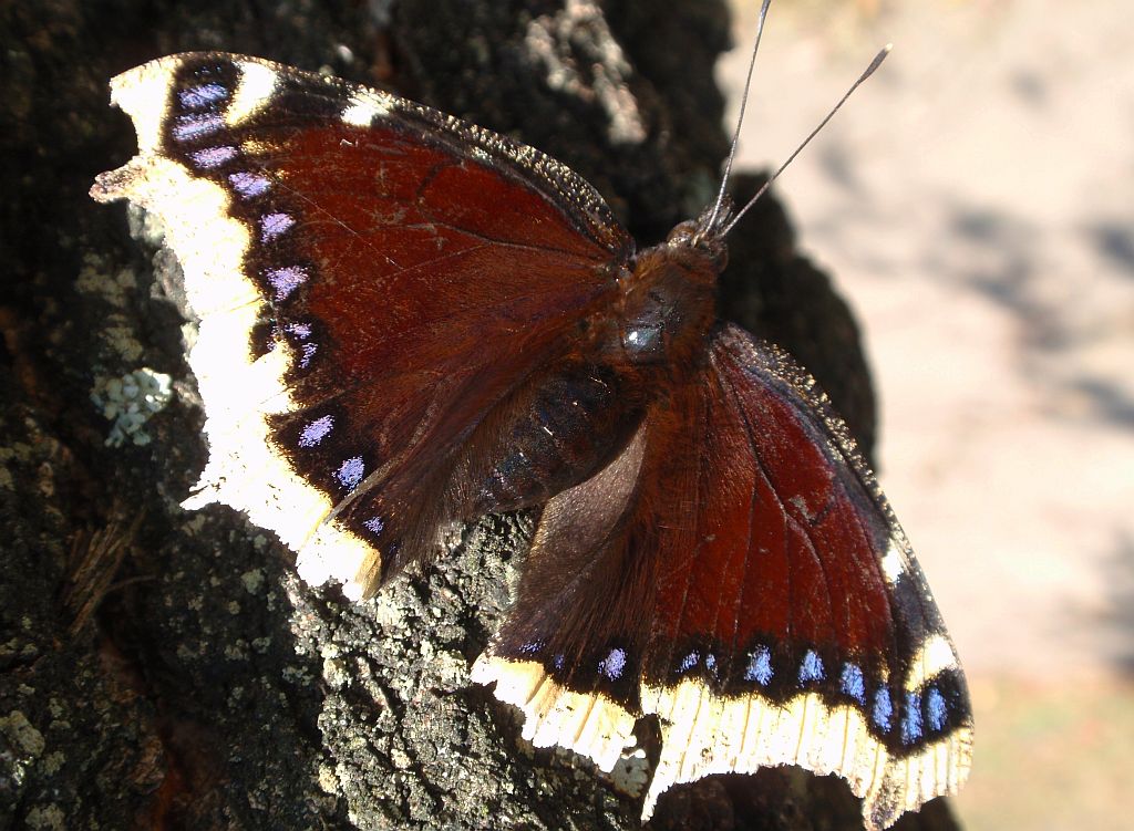 Rusałka żałobnik (Nymphalis antiopa)