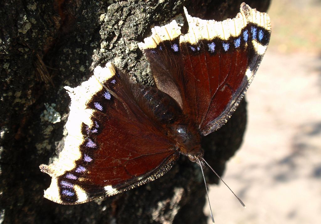 Rusałka żałobnik (Nymphalis antiopa)