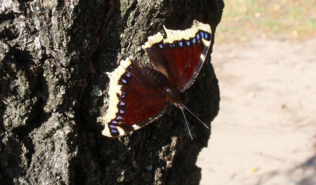 Rusałka żałobnik (Nymphalis antiopa)