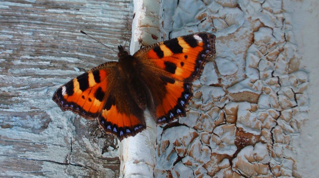 Rusałka pokrzywnik (Algais urticae)
