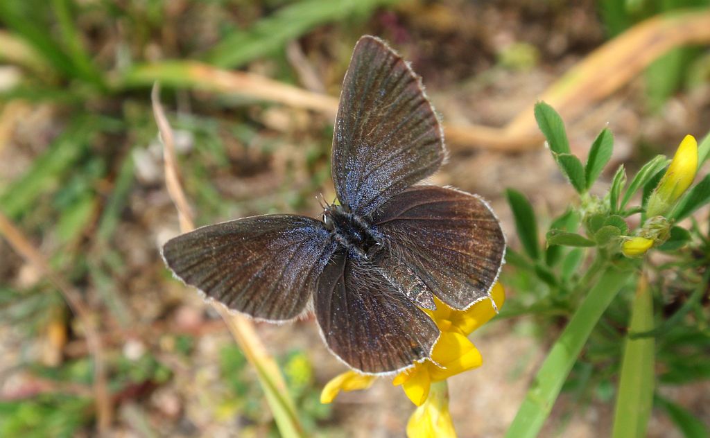 Modraszek argiades (Cupido argiades)