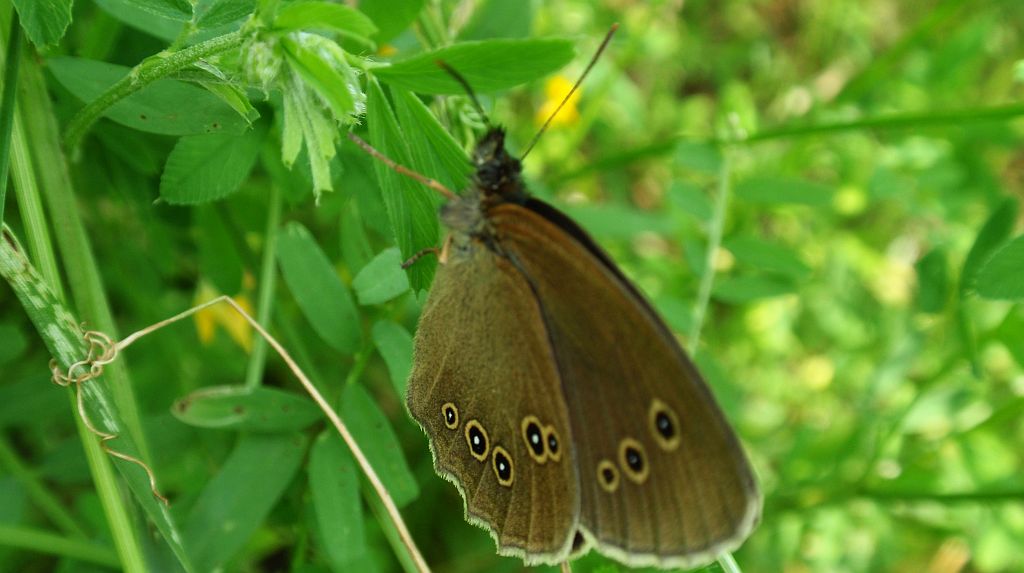 Przestrojnik trawnik (Aphantopus hyperantus)