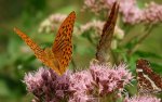 Dostojka malinowiec (Argynnis paphia)