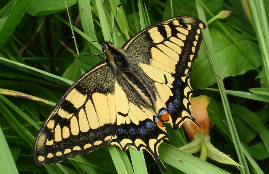 Paź królowej (Papilio machaon)