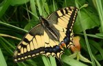 Paź królowej (Papilio machaon)