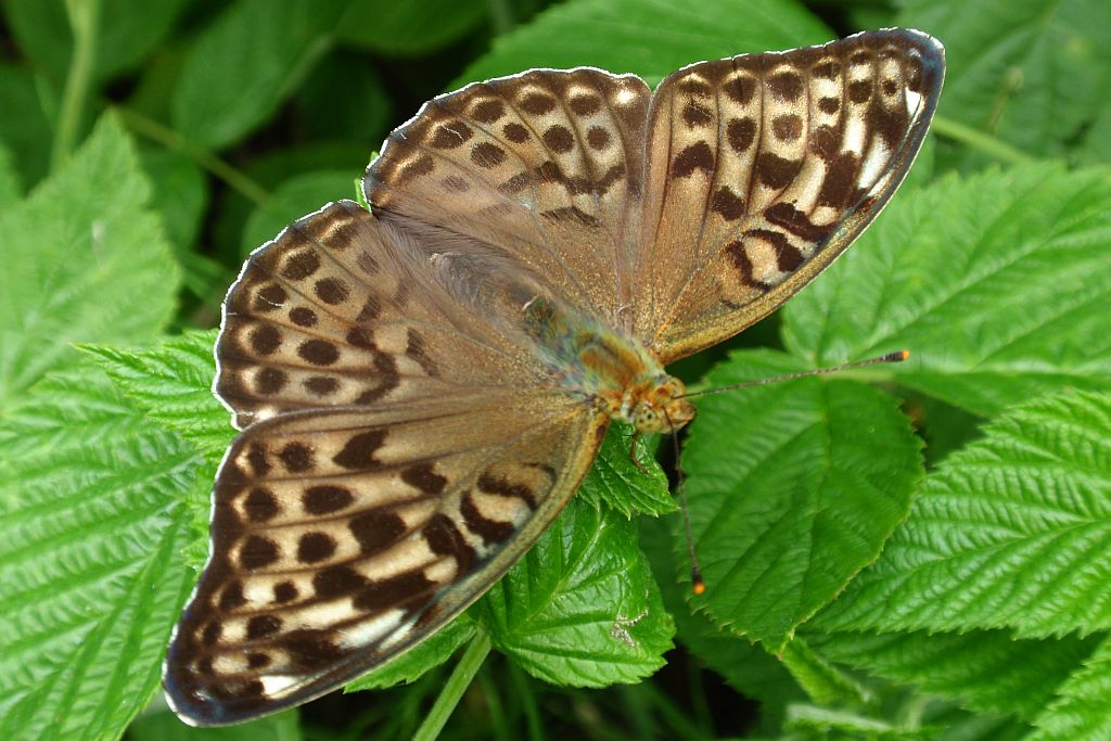 Dostojka malinowiec (Argynnis paphia)
