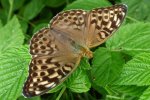 Dostojka malinowiec (Argynnis paphia)