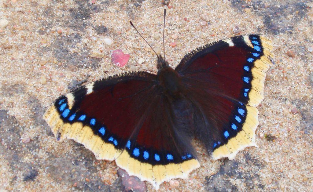 Rusałka żałobnik (Nymphalis antiopa)