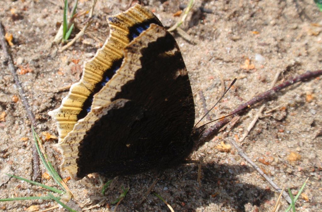 Rusałka żałobnik (Nymphalis antiopa)