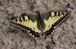 Paź królowej (Papilio machaon)