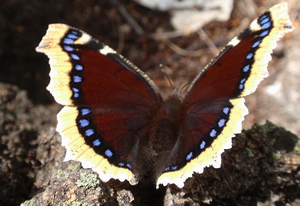 Rusałka żałobnik (Nymphalis antiopa)
