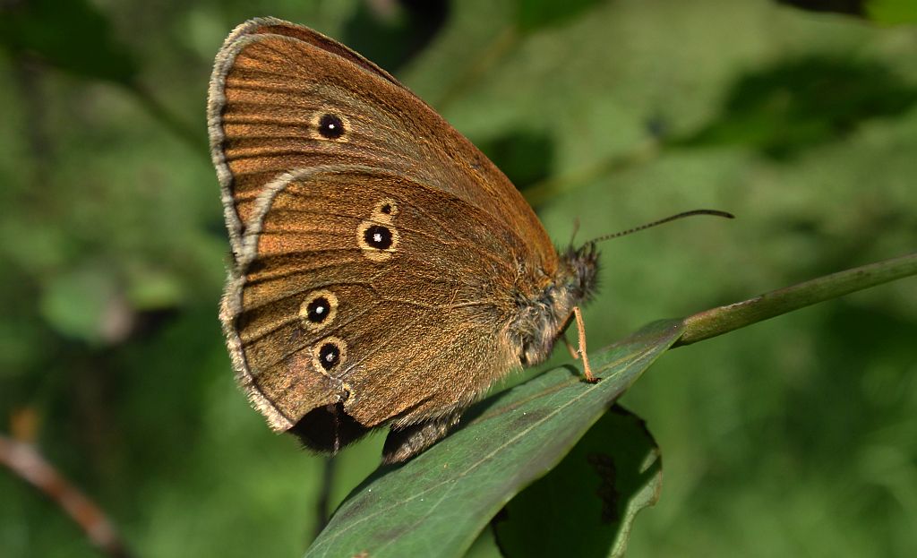 Przestrojnik trawnik (Aphantopus hyperantus)
