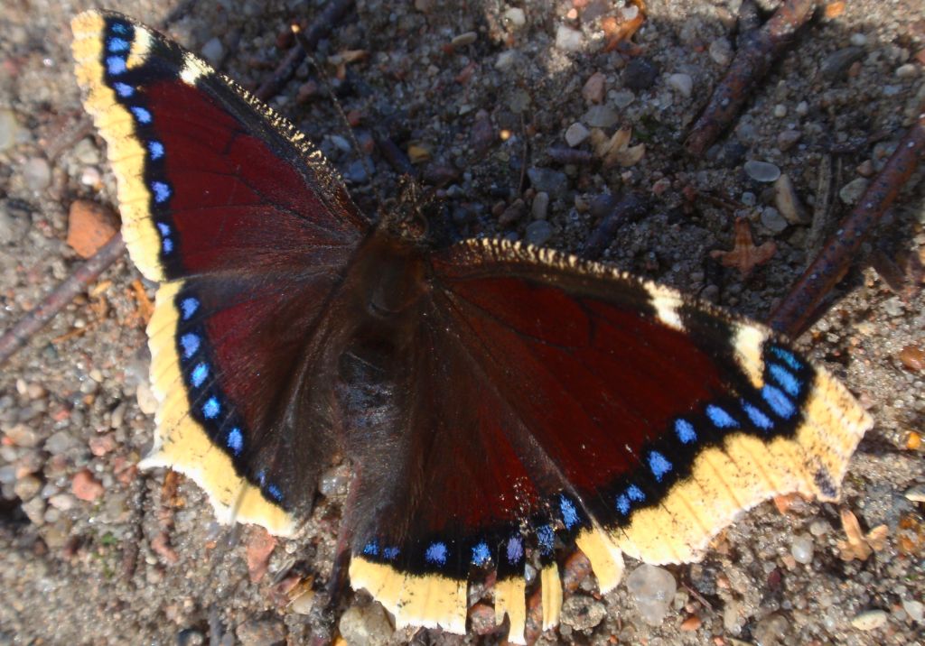 Rusałka żałobnik (Nymphalis antiopa)