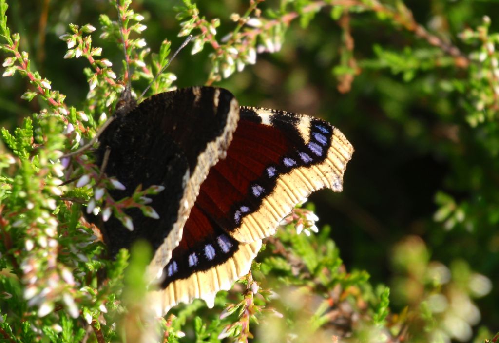 Rusałka żałobnik (Nymphalis antiopa)