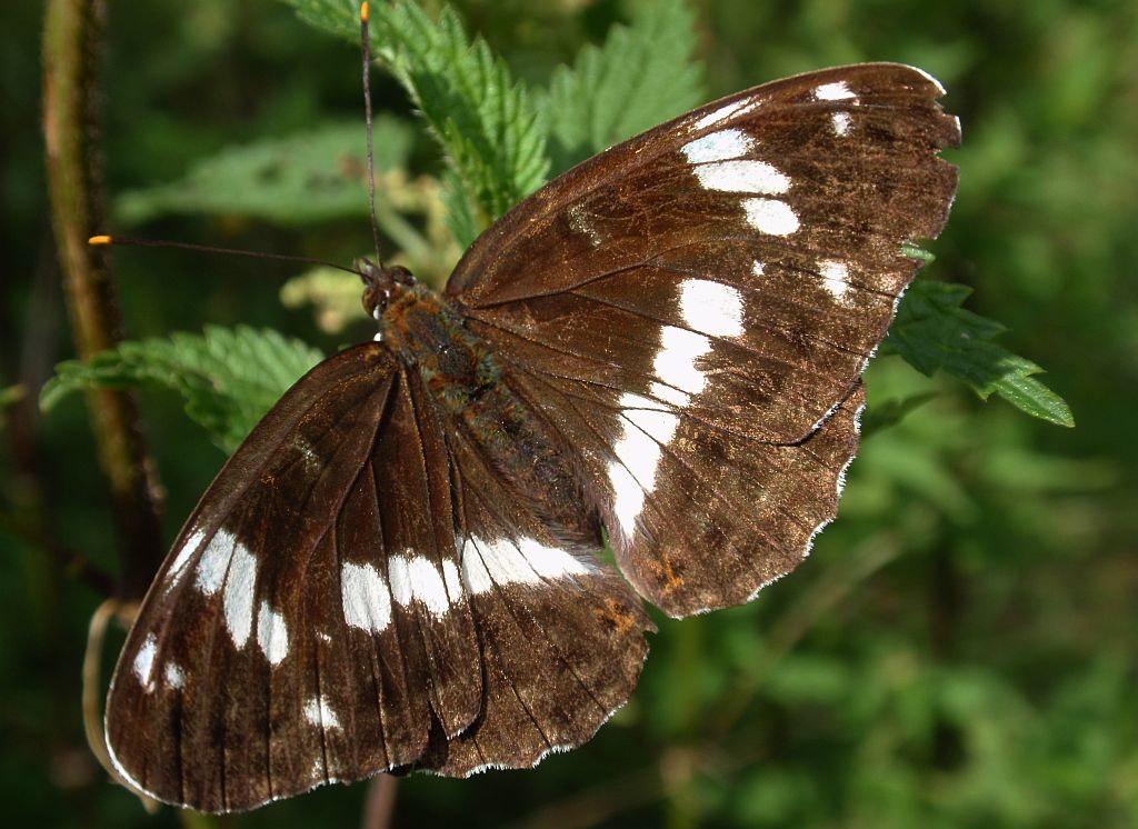 Pokłonnik kamila/wróż (Limenitis camilla)