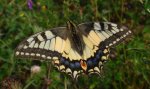 Paź królowej (Papilio machaon)