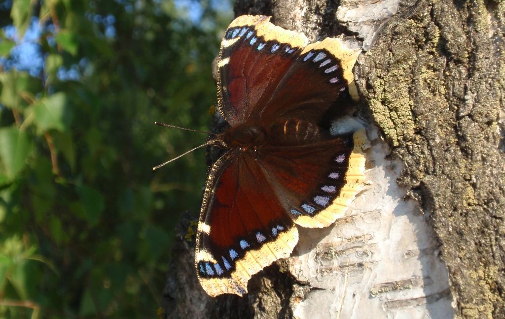 Rusałka żałobnik (Nymphalis antiopa)