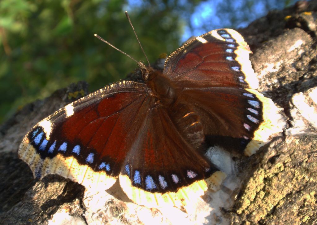 Rusałka żałobnik (Nymphalis antiopa)
