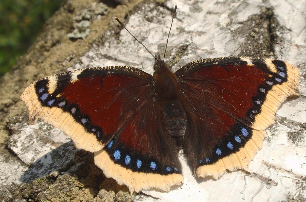 Rusałka żałobnik (Nymphalis antiopa)
