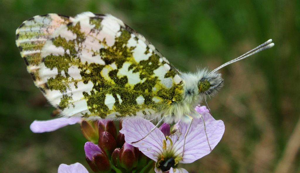 Zorzynek rzeżuchowiec (Anthocaris cardamines)