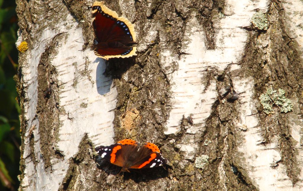 Rusałka żałobnik (Nymphalis antiopa), rusałka admirał (Vanessa atalanta)