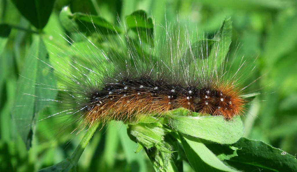 Niedźwiedziówka kaja, niedźwiedziówka nożówka, niedźwiedziówka gosposia (Arctia caja)