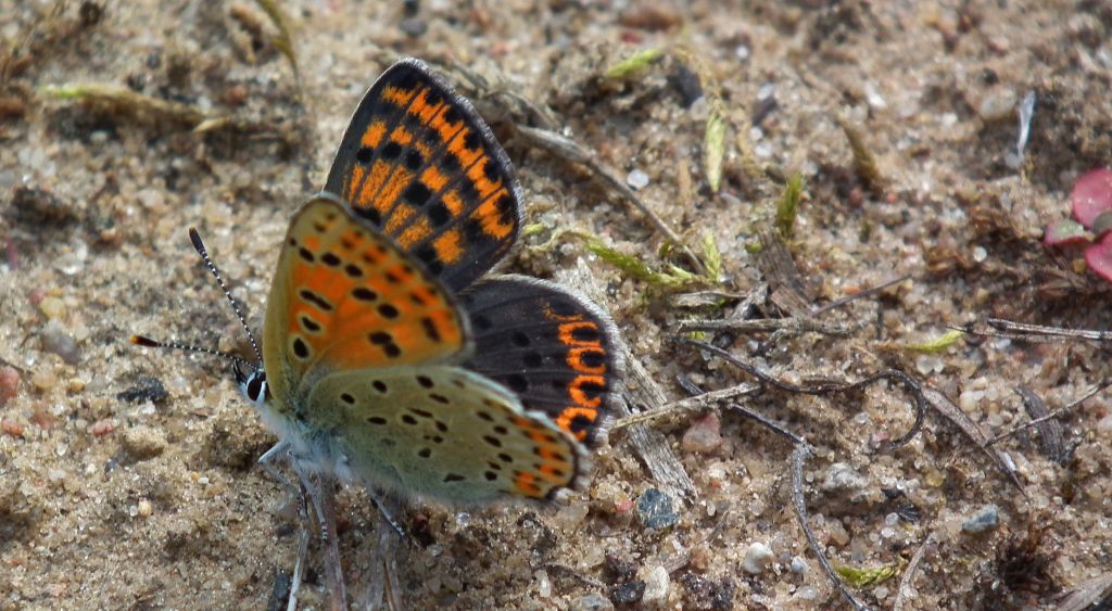 Czerwończyk uroczek (Lycaena tityrus)