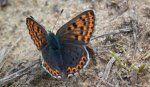 Czerwończyk uroczek (Lycaena tityrus)