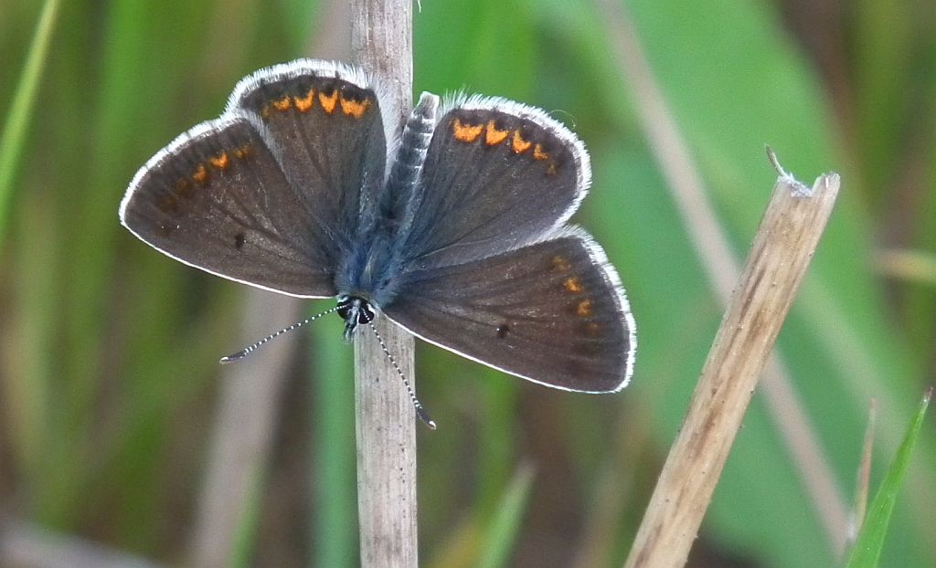 Modraszek agestis (Aricia agestis)