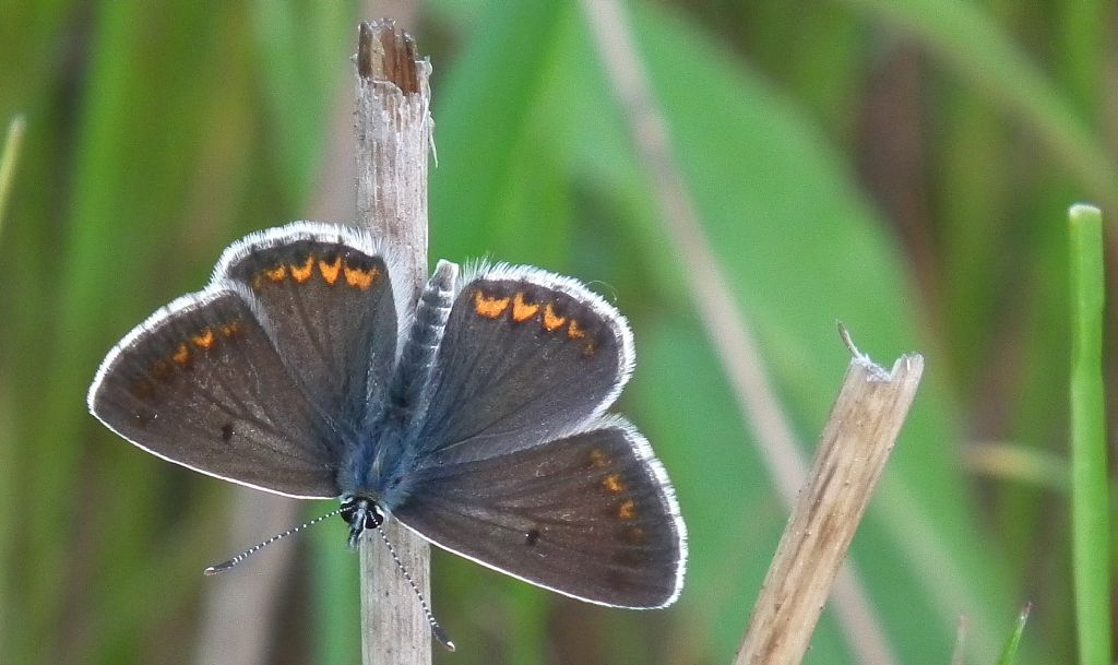 Modraszek agestis (Aricia agestis)