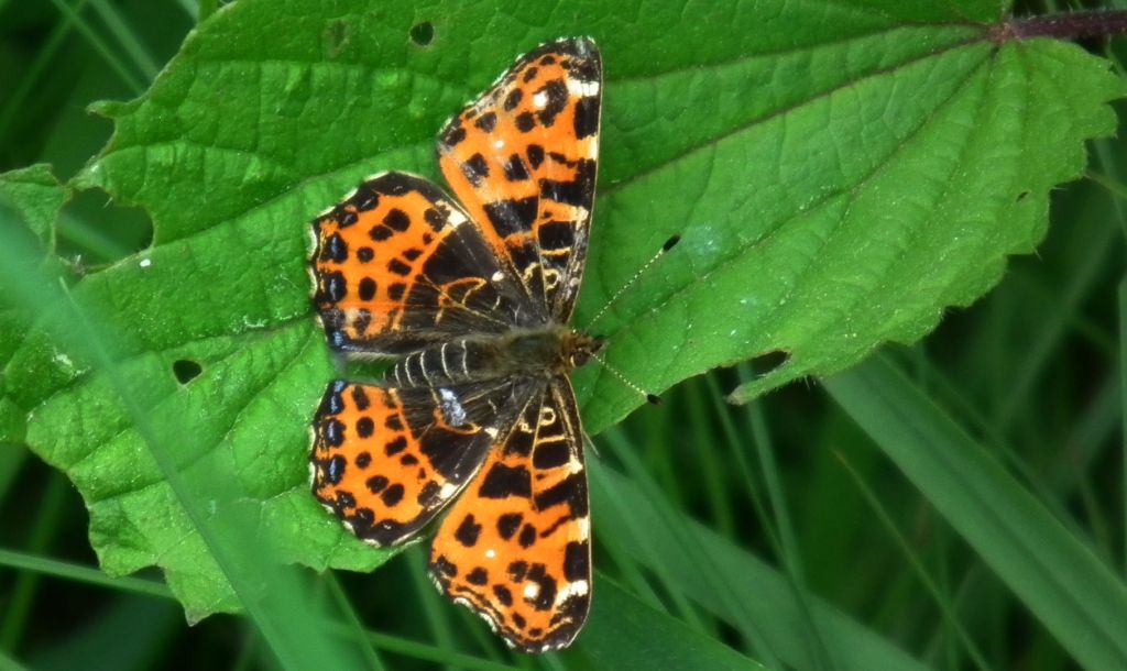 Rusałka kratkowiec (Araschnia levana)