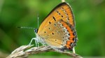 Czerwończyk fioletek (Lycaena helle)