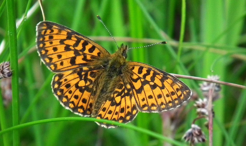 Dostojka selene (Boloria selene)