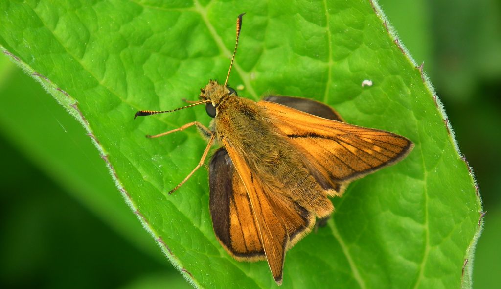 Karłątek kniejnik (Ochlodes venatus)