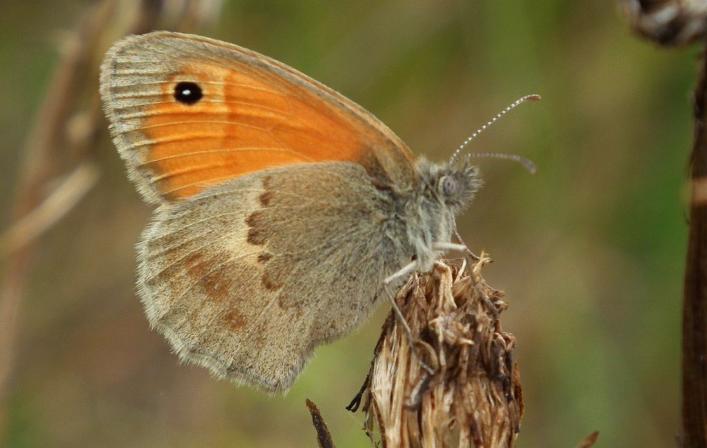 Strzępotek ruczajnik (Coenonympha pamphilus)