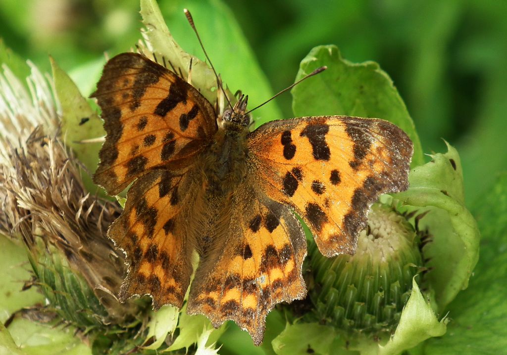 Rusałka ceik (Polygonia c-album)