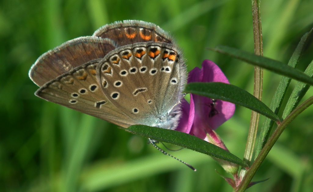 Modraszek argus (Plebeius argus)