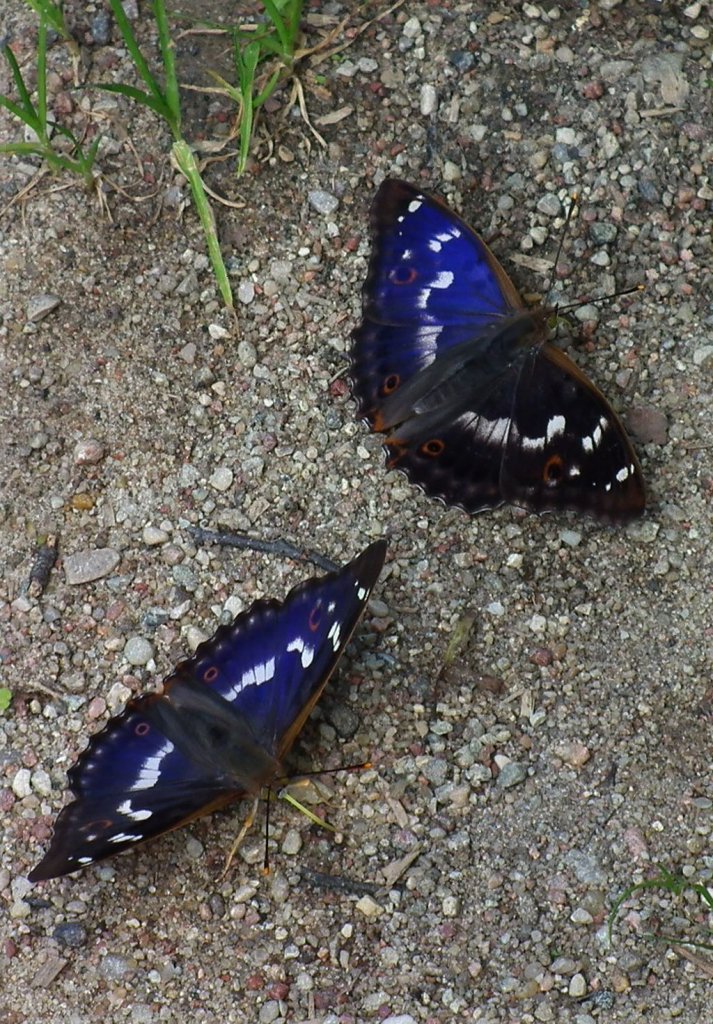 Mieniak strużnik (Apatura ilia)