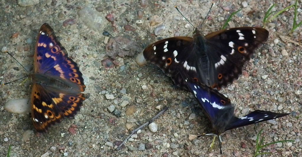 Mieniak strużnik (Apatura ilia) i Mieniak tęczowiec (Apatura iris)