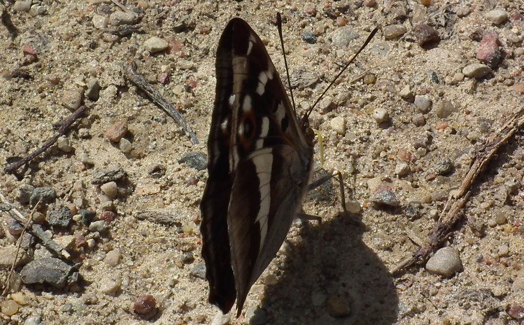 Mieniak tęczowiec (Apatura iris)