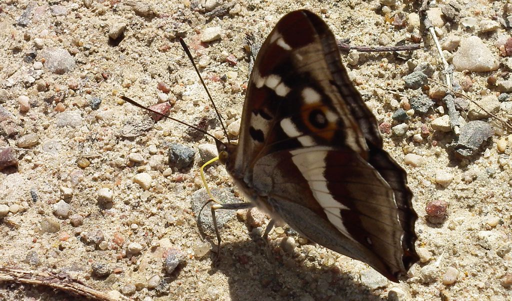 Mieniak tęczowiec (Apatura iris)