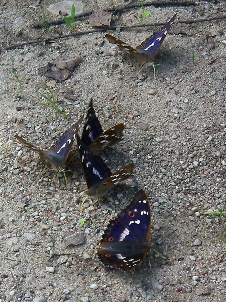 Mieniak strużnik (Apatura ilia)